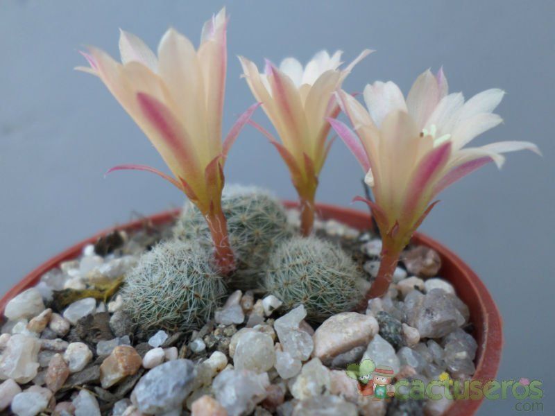 A photo of Rebutia heliosa x pulvinosa cv. sunrise (HIBRIDO)