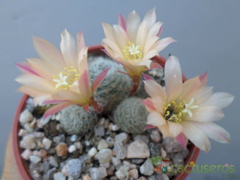 A photo of Rebutia heliosa x pulvinosa cv. sunrise (HIBRIDO)