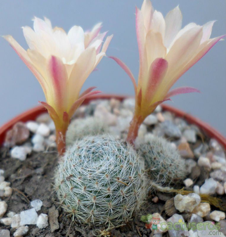 A photo of Rebutia heliosa x pulvinosa cv. sunrise (HIBRIDO)
