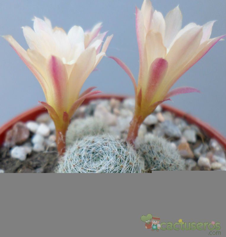 A photo of Rebutia heliosa x pulvinosa cv. sunrise (HIBRIDO)