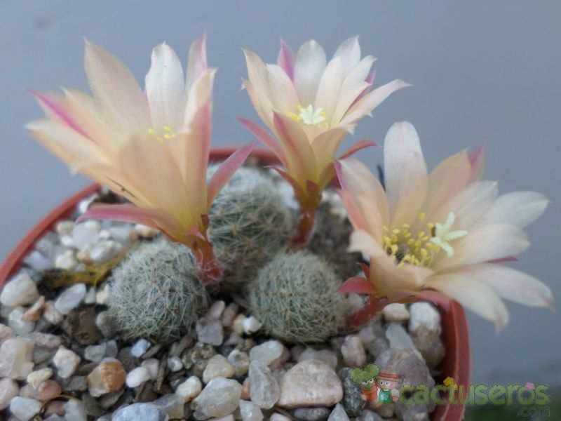 A photo of Rebutia heliosa x pulvinosa cv. sunrise (HIBRIDO)