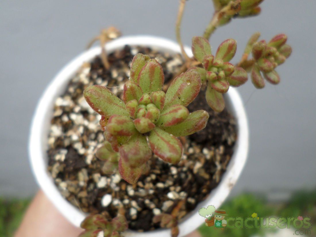 A photo of Aeonium sedifolium