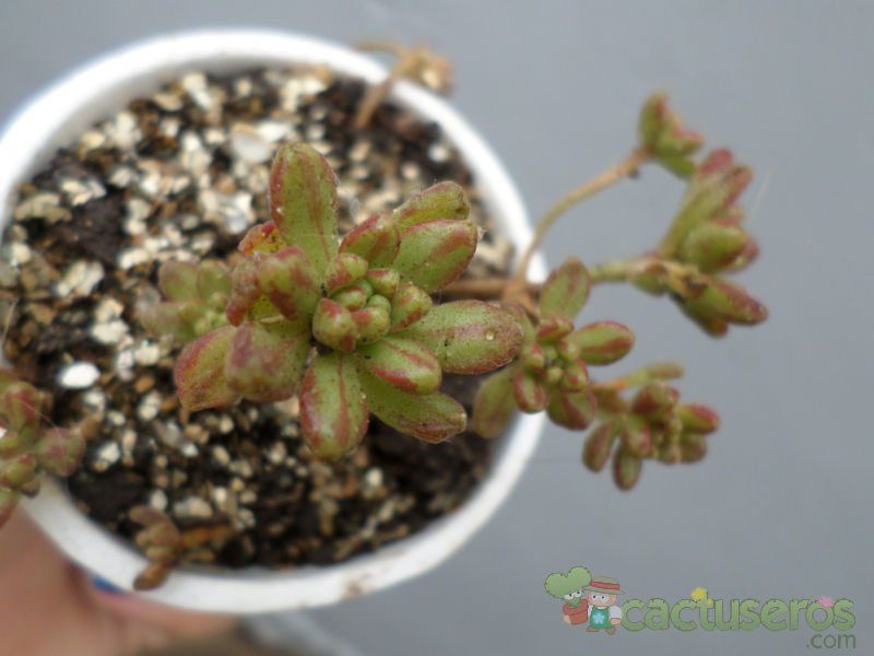 A photo of Aeonium sedifolium