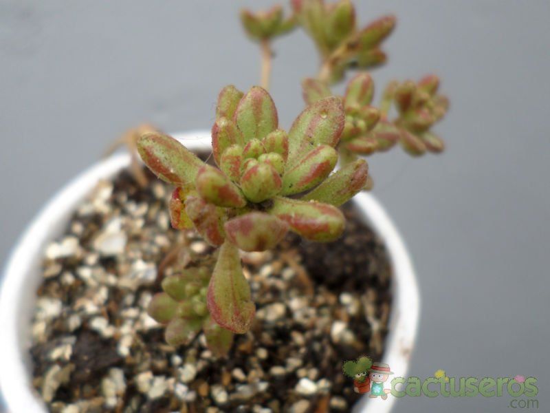 A photo of Aeonium sedifolium