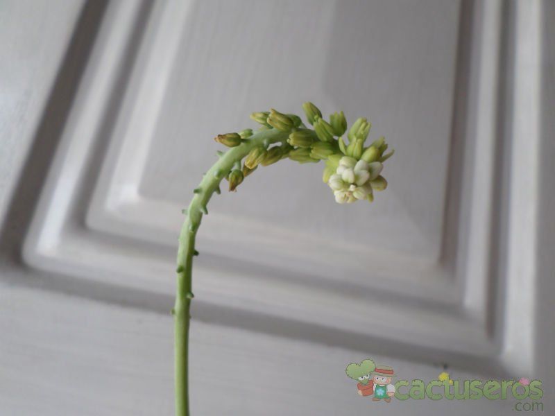 Una foto de Drimiopsis maculata  