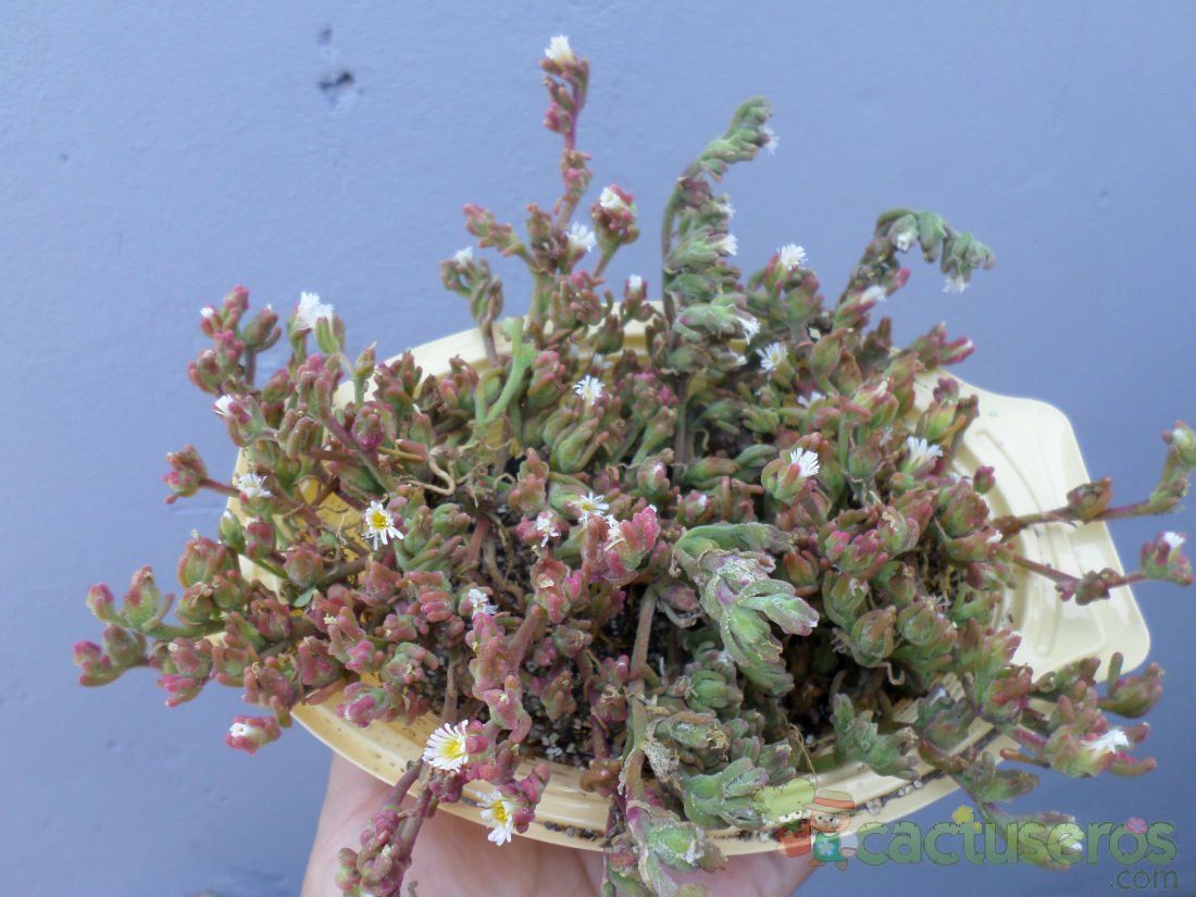 A photo of Mesembryanthemum nodiflorum  