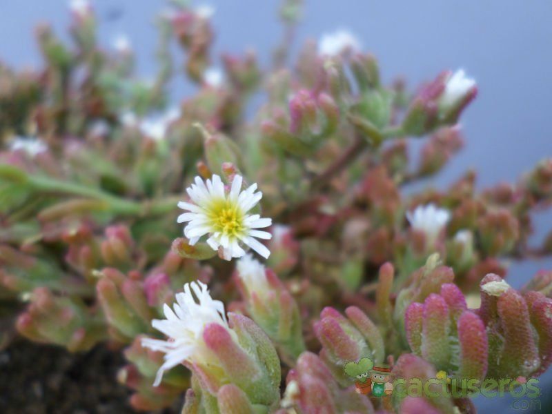 A photo of Mesembryanthemum nodiflorum  