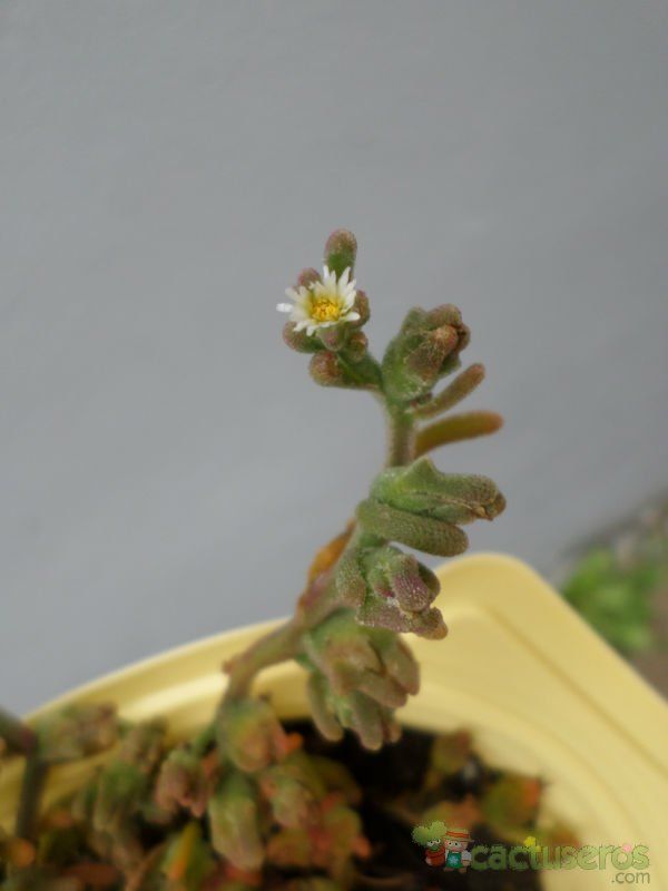 A photo of Mesembryanthemum nodiflorum  