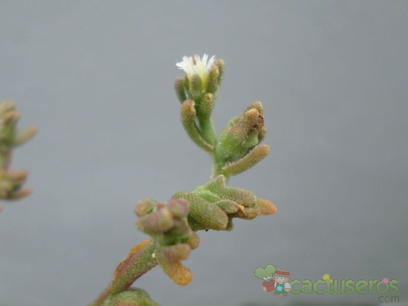 A photo of Mesembryanthemum nodiflorum  