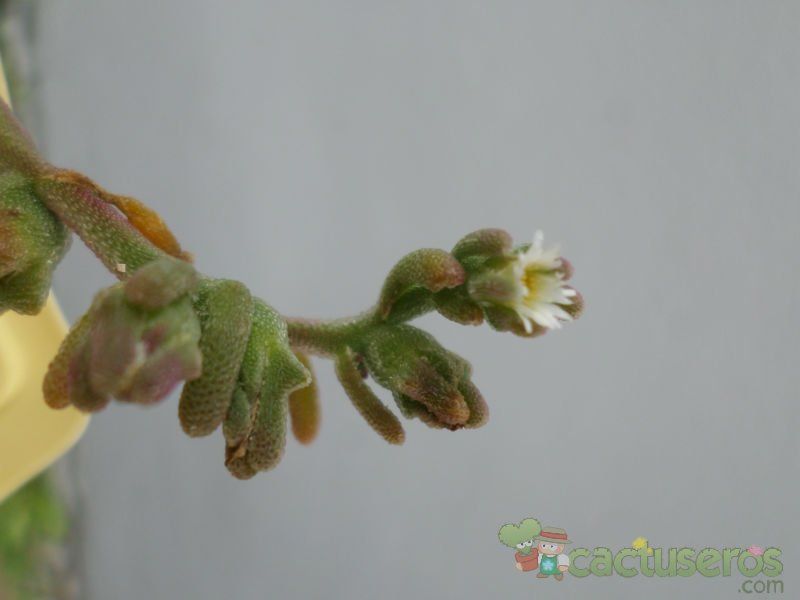 A photo of Mesembryanthemum nodiflorum  