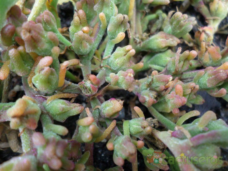A photo of Mesembryanthemum nodiflorum  