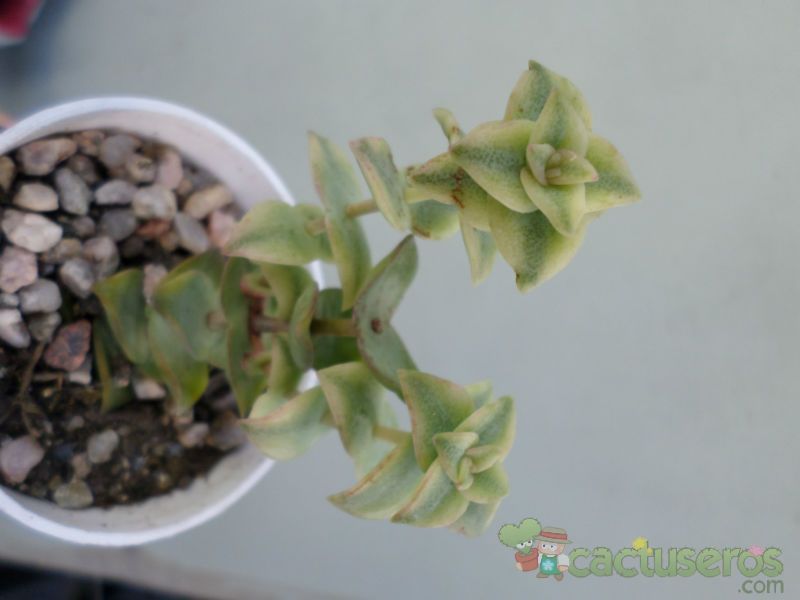 A photo of Crassula perforata fma. variegada