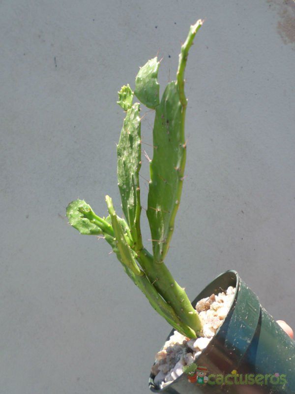 A photo of Brasiliopuntia brasiliensis