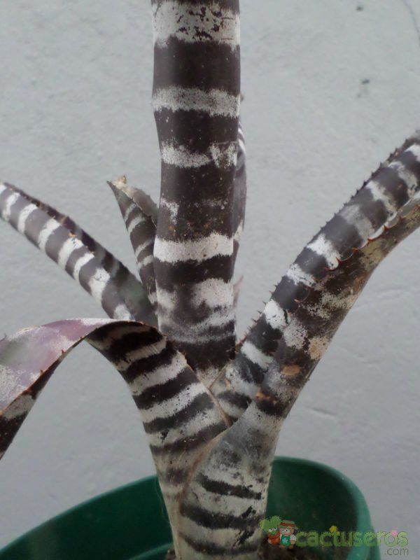 Una foto de Cryptanthus zonatus