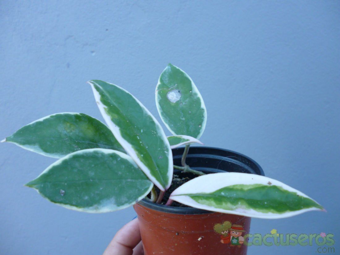 A photo of Hoya carnosa cv. krimson queen