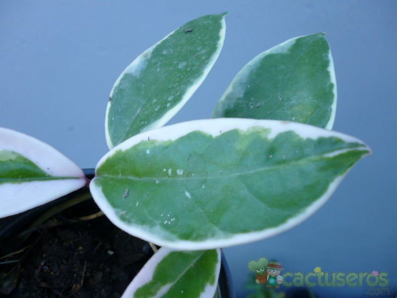 A photo of Hoya carnosa cv. krimson queen