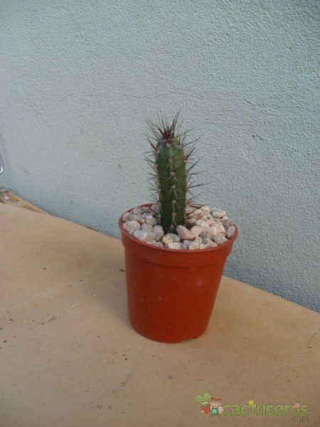 Una foto de Harrisia pomanensis
