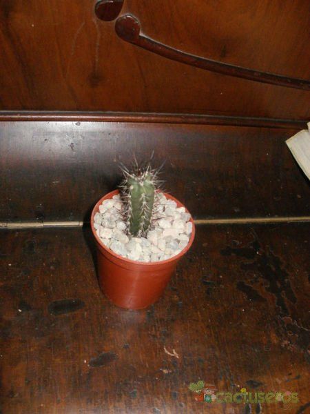 Una foto de Harrisia pomanensis