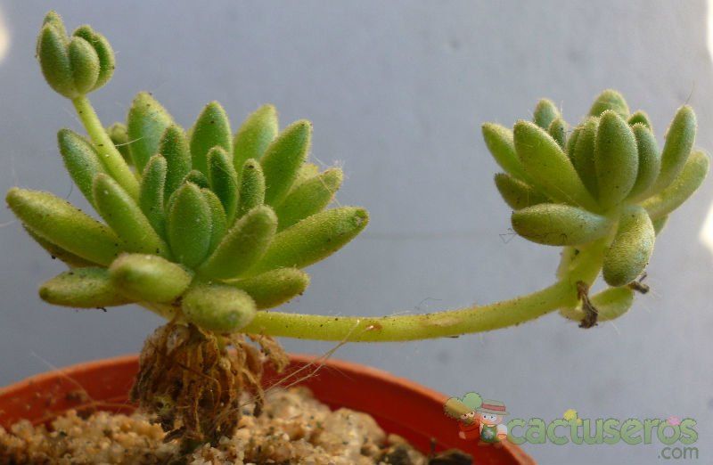 Una foto de Sedum hirsutum ssp. baeticum