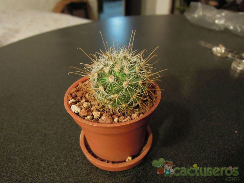 Una foto de Mammillaria moelleriana