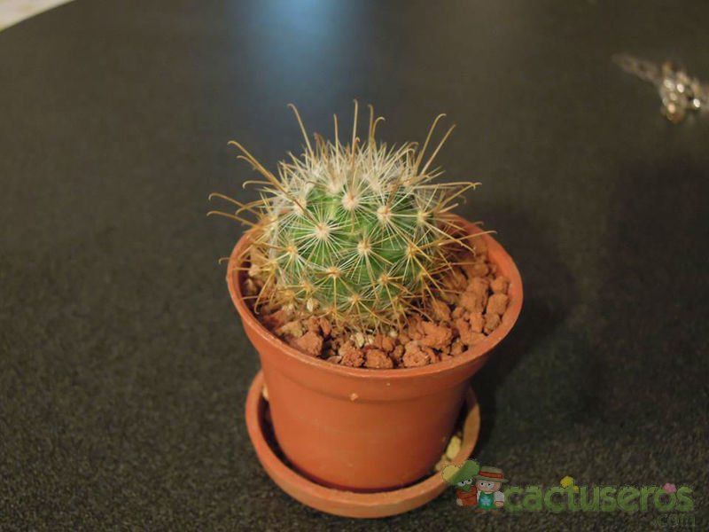 Una foto de Mammillaria moelleriana