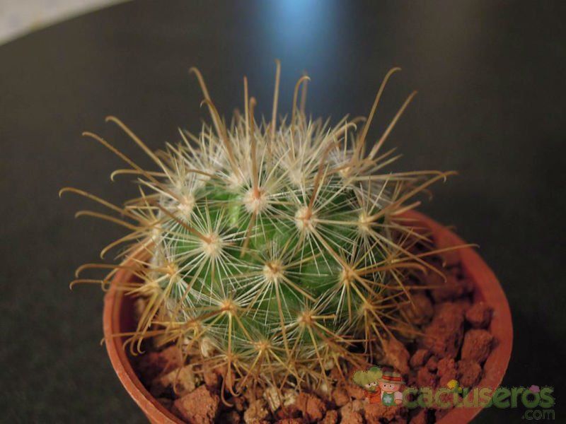 Una foto de Mammillaria moelleriana
