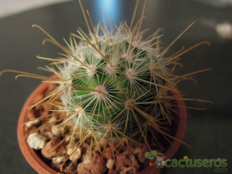 Una foto de Mammillaria moelleriana