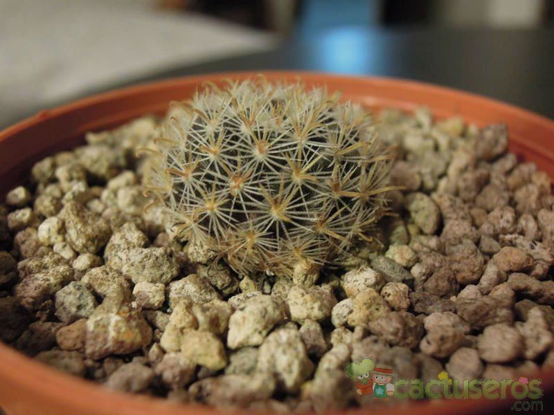 Una foto de Mammillaria crinita subsp. leucantha