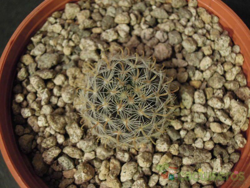Una foto de Mammillaria crinita subsp. leucantha