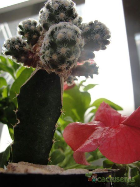 Una foto de Mammillaria saboae