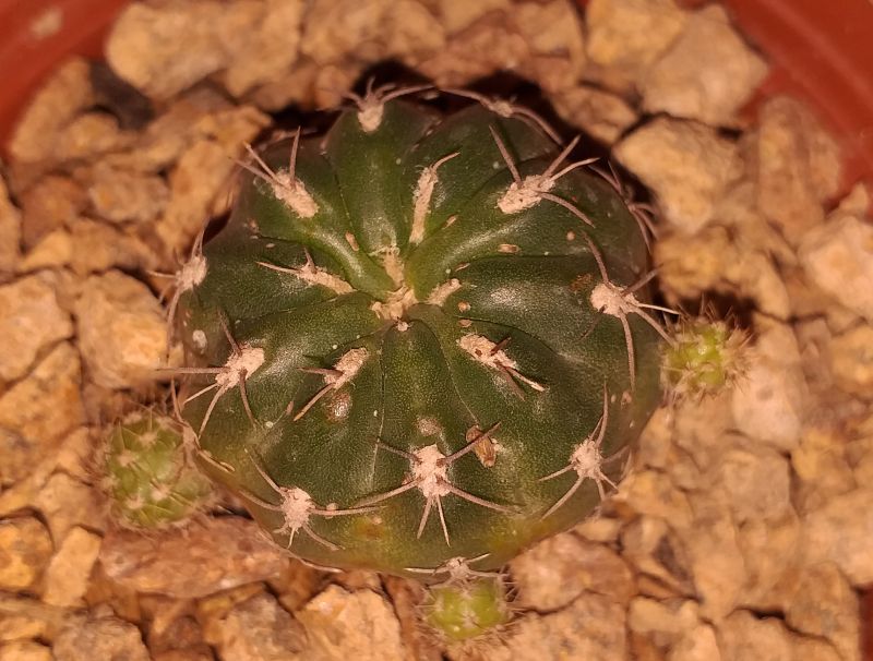 Una foto de Matucana polzii