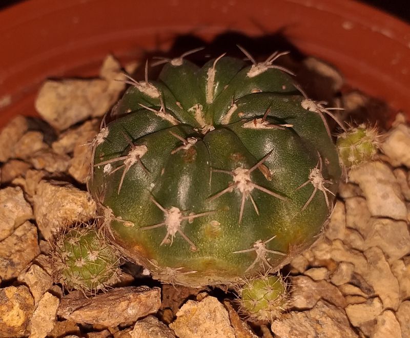 Una foto de Matucana polzii