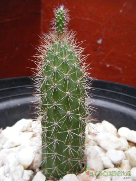 Una foto de Peniocereus hirschtianus