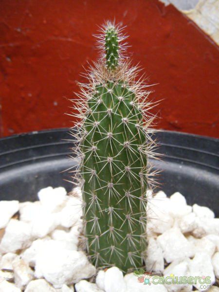 Una foto de Peniocereus hirschtianus