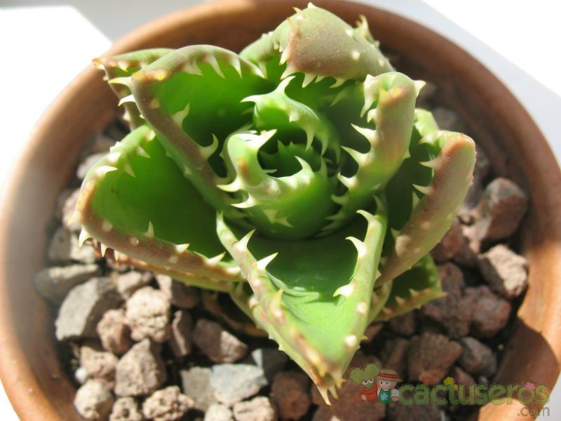 Una foto de Aloe brevifolia