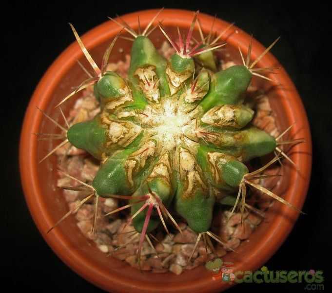 Una foto de Ferocactus viridescens