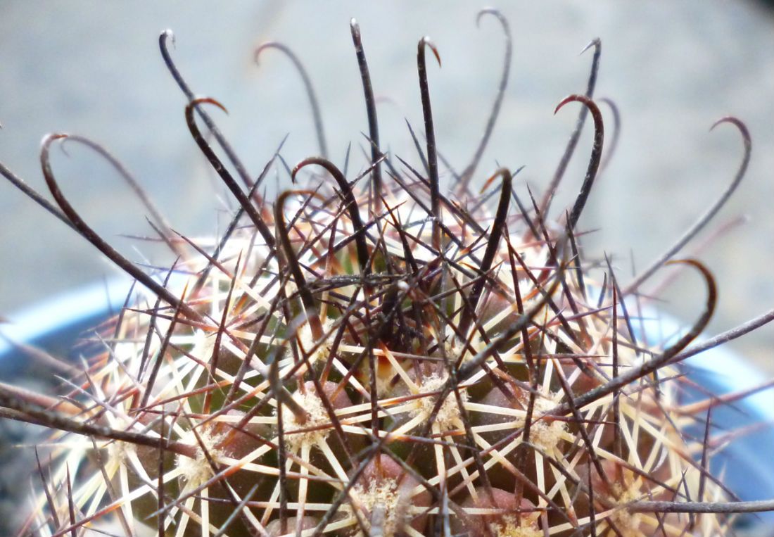 Una foto de Mammillaria sheldonii