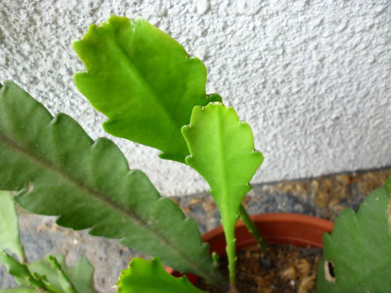 Una foto de Disocactus phyllanthoides