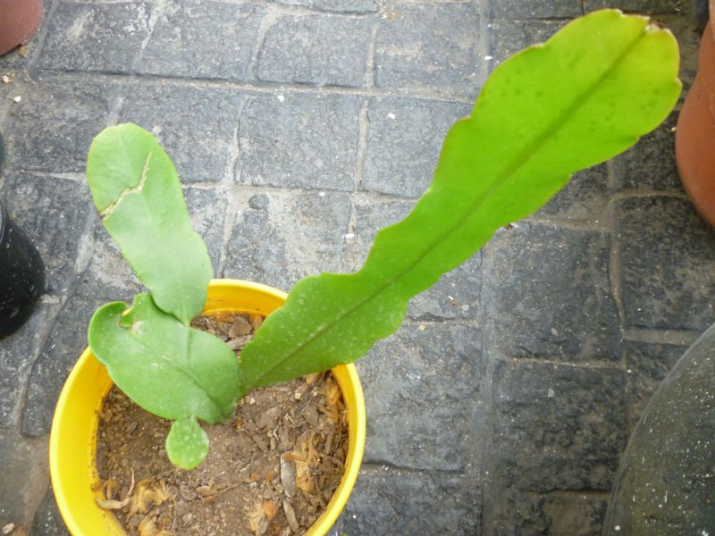 Una foto de Epiphyllum oxypetalum