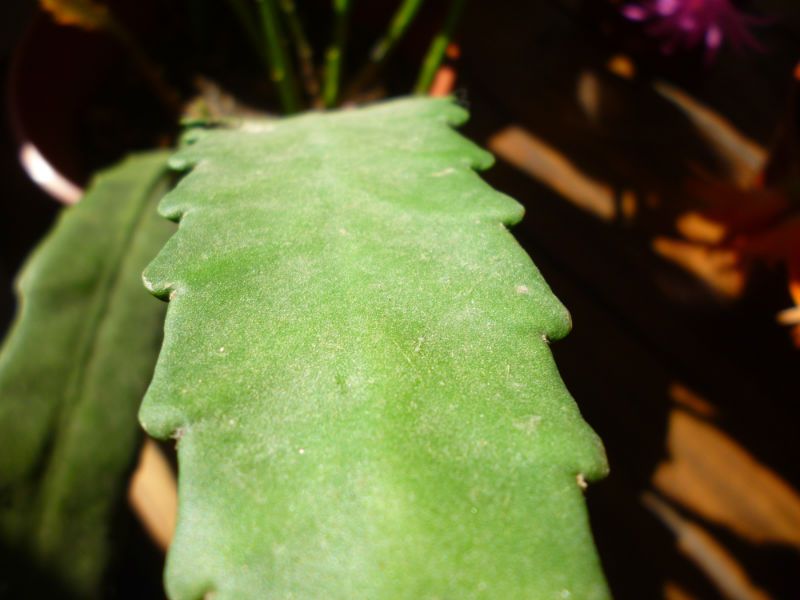 Una foto de Disocactus phyllanthoides