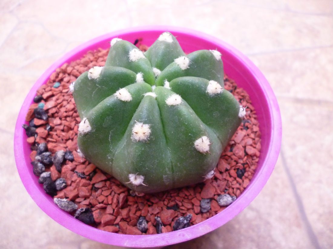 A photo of Echinopsis subdenudata