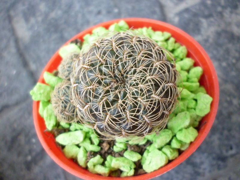 A photo of Sulcorebutia crispata  