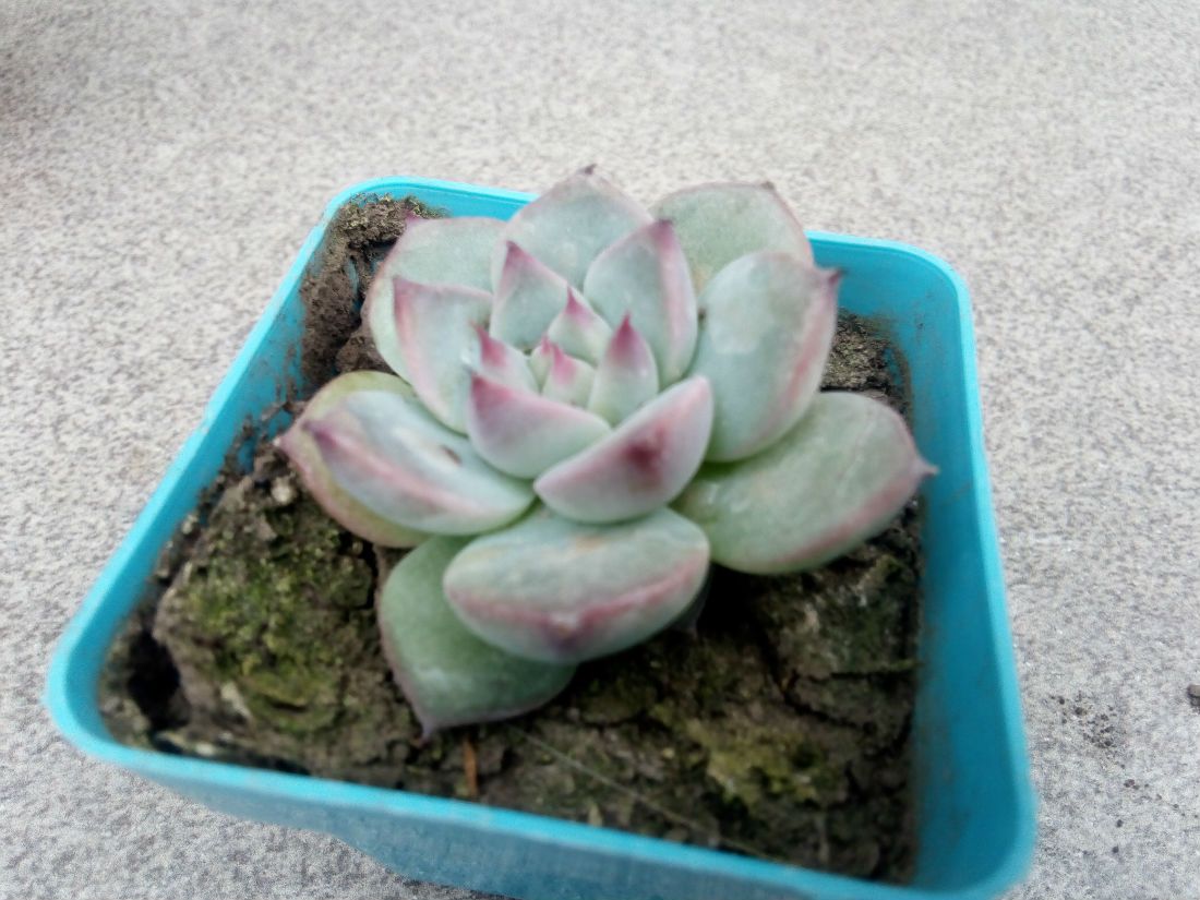 A photo of Echeveria colorata