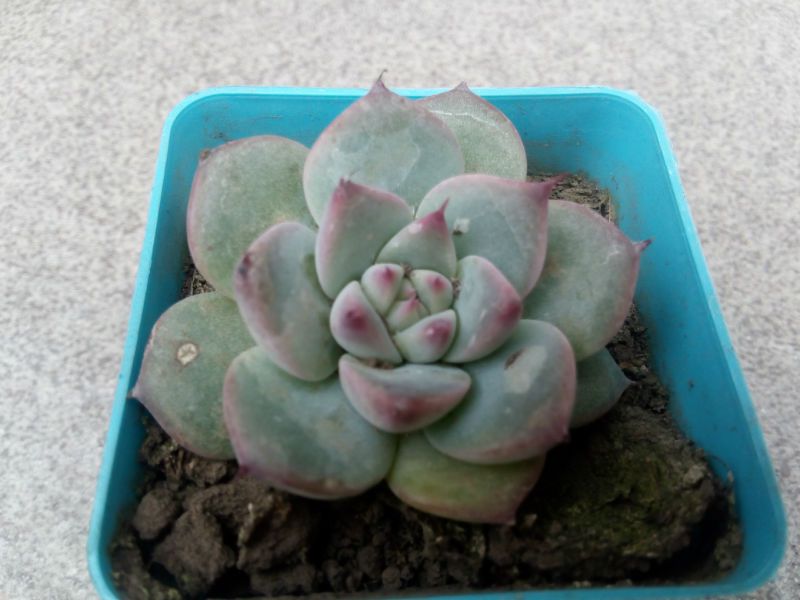 A photo of Echeveria colorata