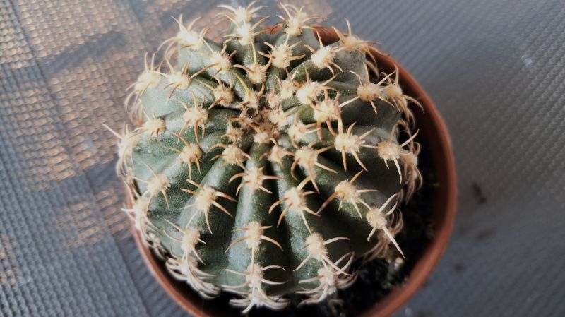 Una foto de Echinopsis backebergii
