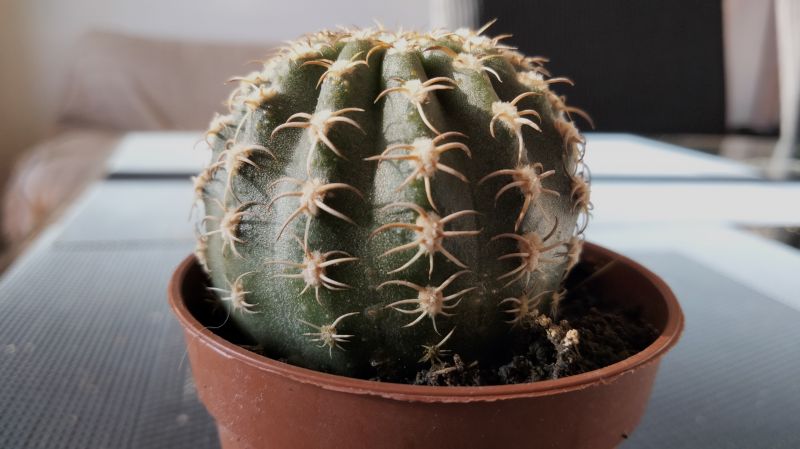 Una foto de Echinopsis backebergii