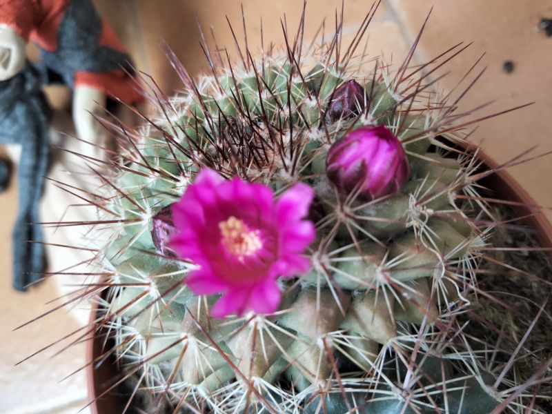 Una foto de Mammillaria cv. ginsa-maru