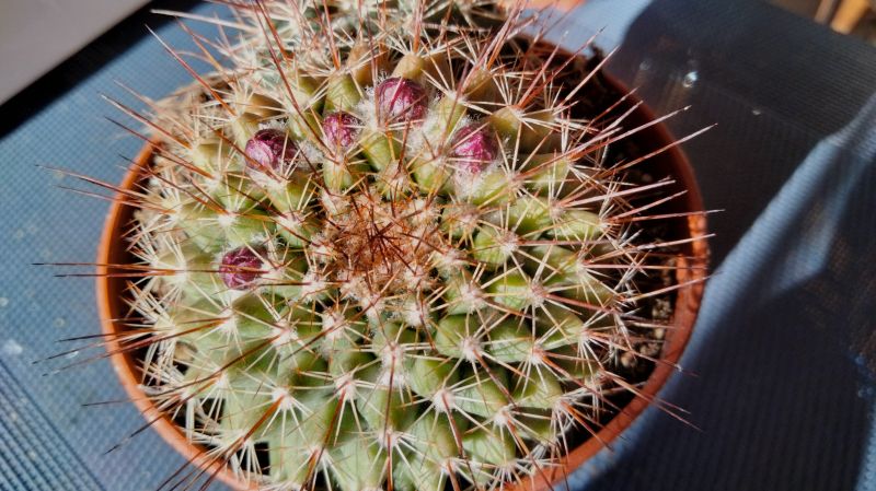 Una foto de Mammillaria cv. ginsa-maru