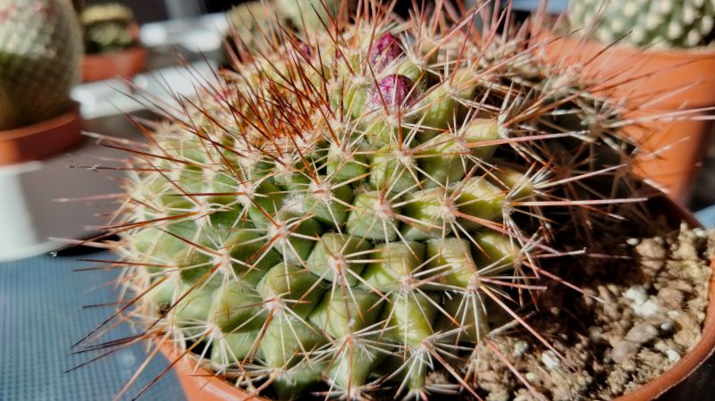 Una foto de Mammillaria cv. ginsa-maru