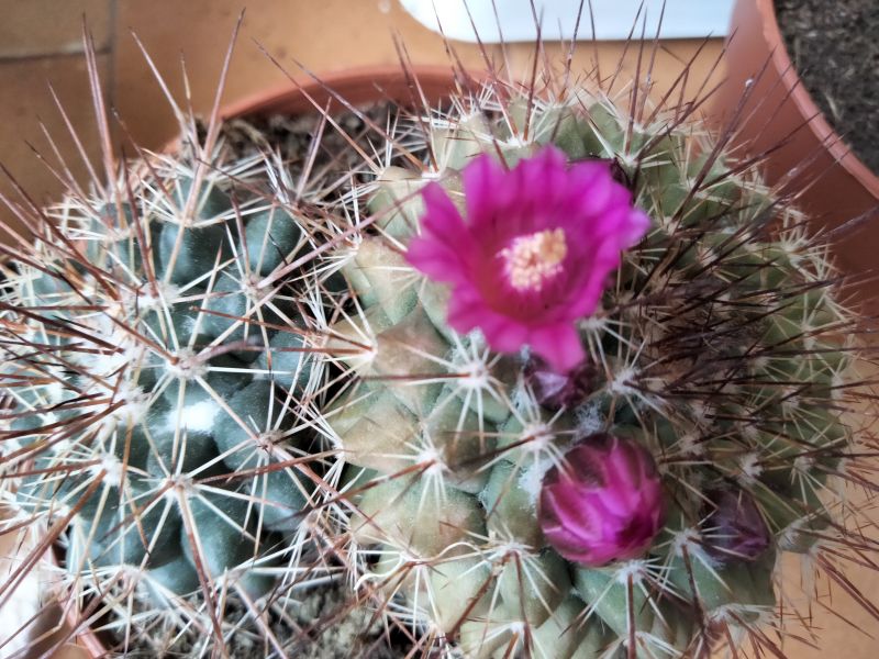 Una foto de Mammillaria cv. ginsa-maru